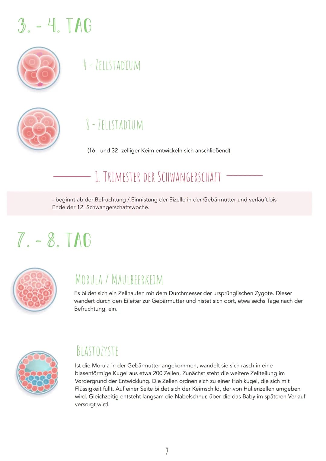 Ontogenese Embryonalentwicklung
Definition
Embryonalentwicklung ist die Entwicklung eines jungen Organismus, bei der aus einer befruchteten 