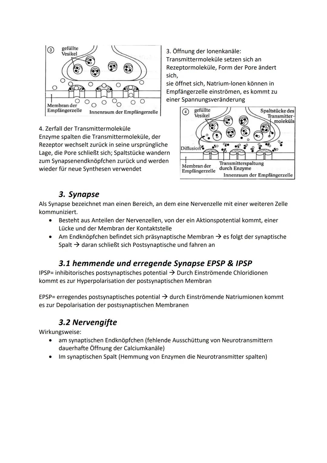 # 2. Formen der Erregungsweiterleitung

Kontinuierliche Erregungsleitung

- Findet sich an marklosen Axonen (d.h. ohne Myelinscheide/Marksch
