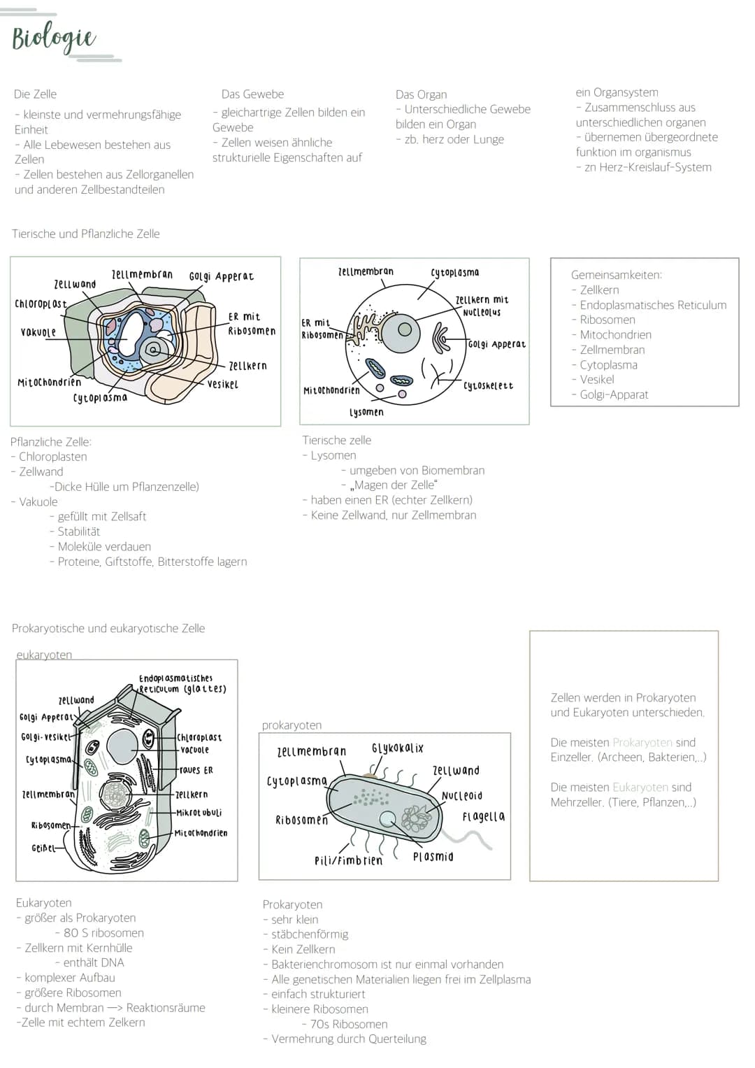 Biologie
Die Zelle
- kleinste und vermehrungsfähige
Einheit
Alle Lebewesen bestehen aus
Zellen
Zellen bestehen aus Zellorganellen
und andere
