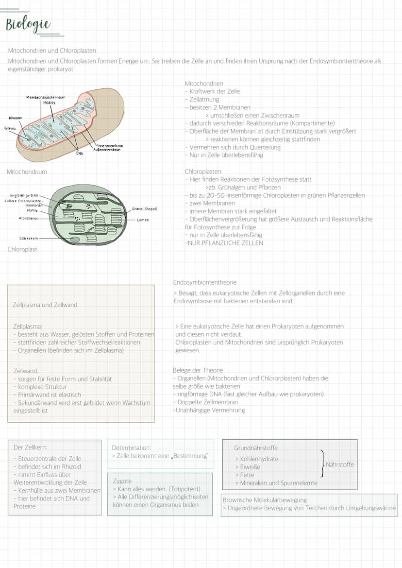 Biologie
Die Zelle
- kleinste und vermehrungsfähige
Einheit
Alle Lebewesen bestehen aus
Zellen
Zellen bestehen aus Zellorganellen
und andere