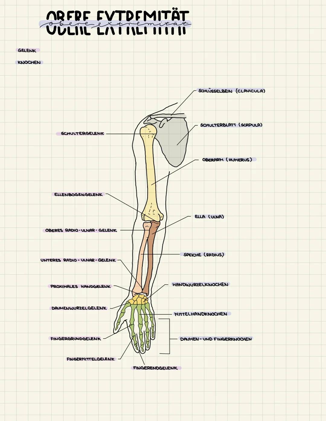 GELENK
KNOCHEN
ORERE CVTDEМІТÄТ
VULIIL LATT|LI||||||
ere
SCHULTERGELENK
ELLENBOGENGELENK
OBERES RADIO-ULNAR- GELENK
UNTERES RADIO-ULNAR-GELE