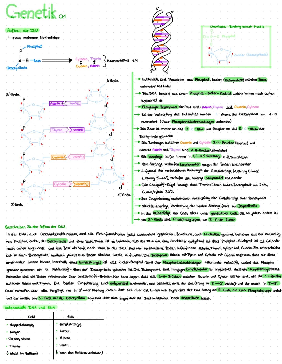 Genetik or
Q1
Aufbau der DNA
aus mehreren Nukleotiden:
Phosphat
P
I
Z-B-Base
Desoxyribose
5'Ende
3'Ende
ONA
• doppelsträngig
• länger.
Desok