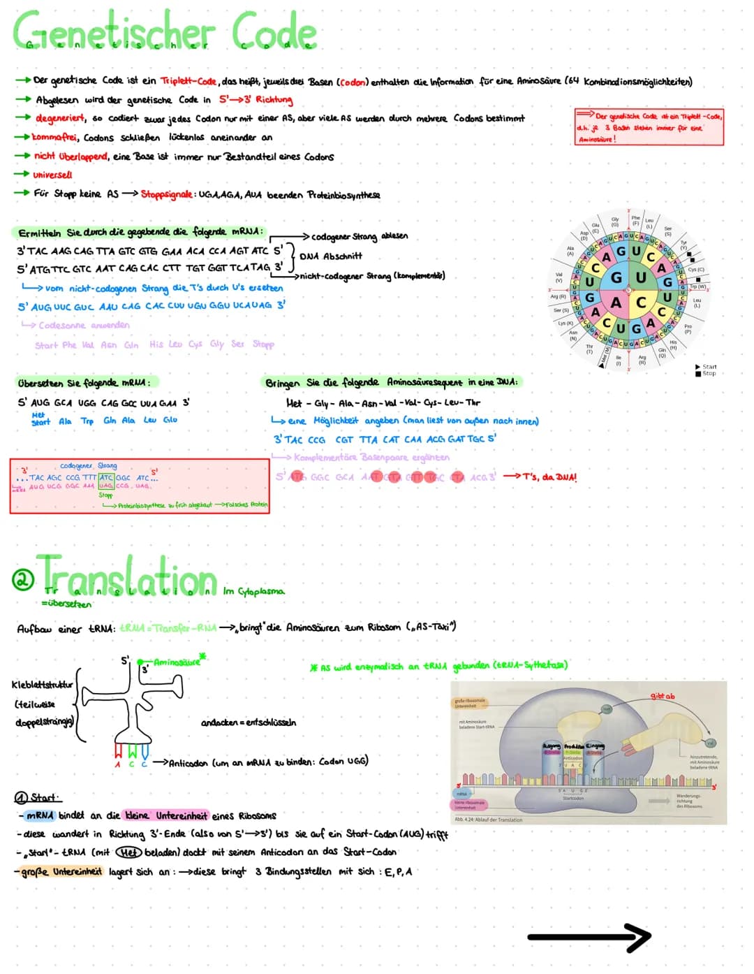 Genetik or
Q1
Aufbau der DNA
aus mehreren Nukleotiden:
Phosphat
P
I
Z-B-Base
Desoxyribose
5'Ende
3'Ende
ONA
• doppelsträngig
• länger.
Desok