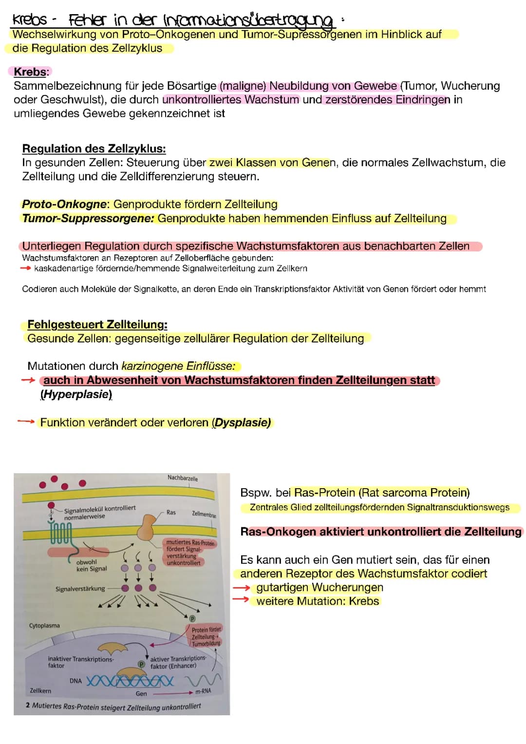 Genetische Grundlagen von Krebs und Zellzyklus 🧬
