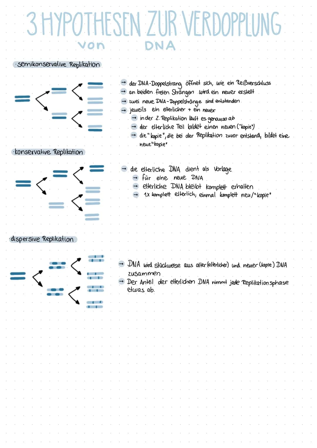 3 HYPOTHESEN ZUR VERDOPPLUNG
von
DNA
·semikonservative Replikation.
· konservative Replikation
dispersive Replikation.
der DNA-Doppelstrang 