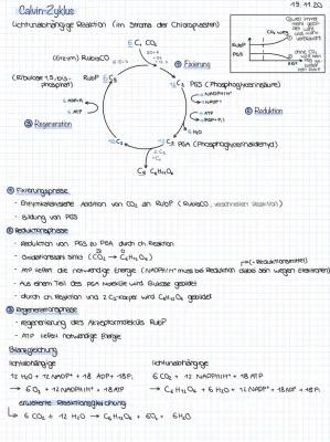 Know Calvin Zyklus lichtunabhängige Reaktion Dunkelreaktion Biologie thumbnail