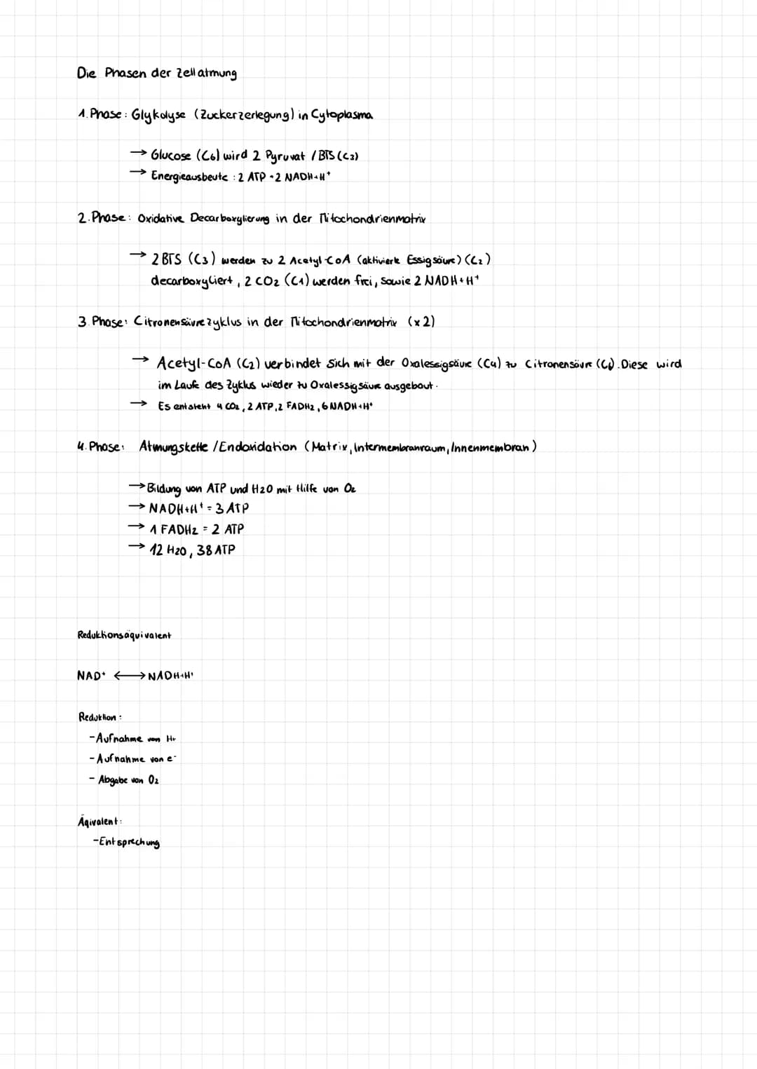 Die Phasen der Zell atmung.
1. Phase: Glykolyse (Zuckerzerlegung) in Cytoplasma
→Glucose (Co) wird 2 Pyruvat /BTS (C3)
→Energieausbeute : 2 