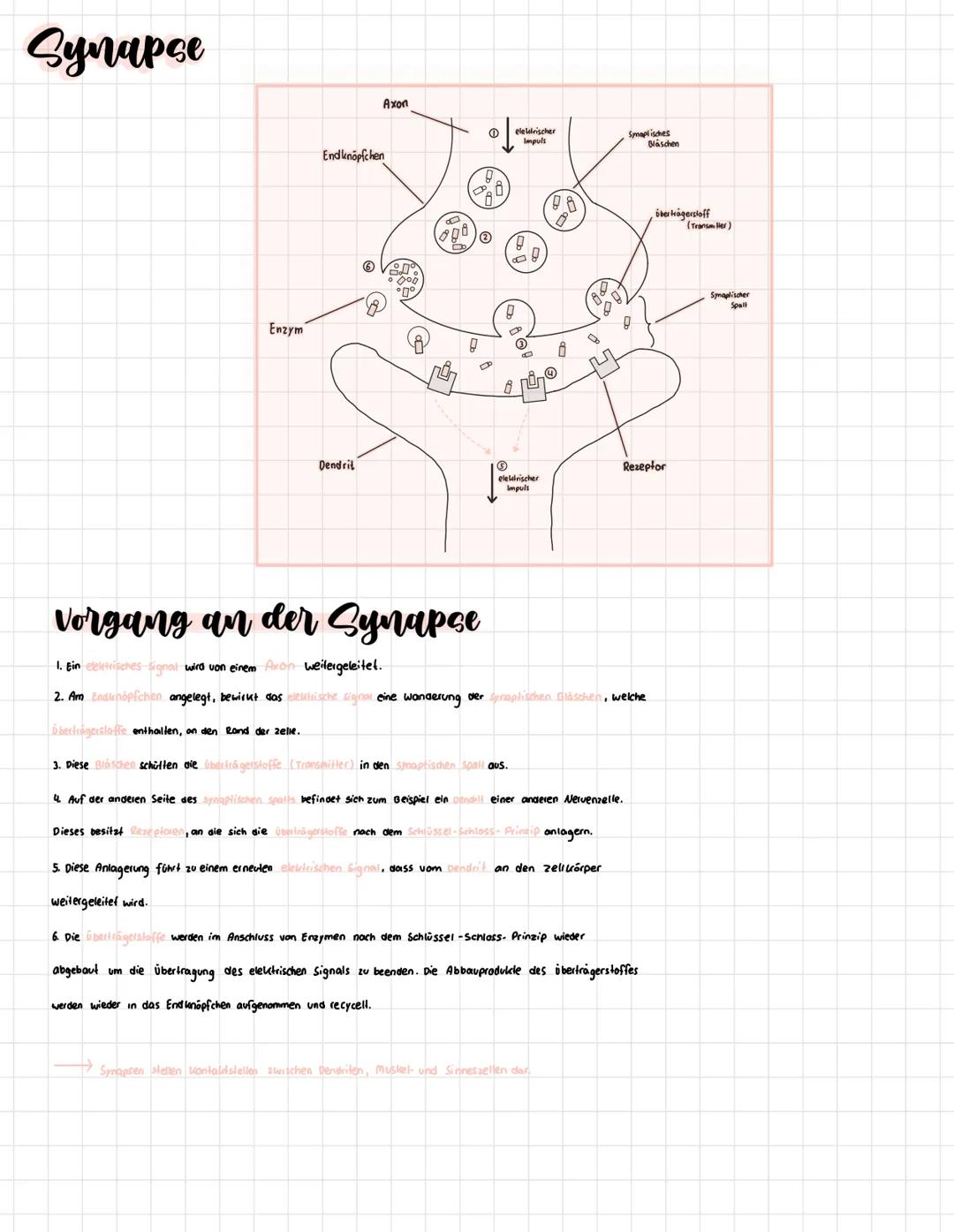 Die Synapse: Aufbau und Funktion verständlich erklärt