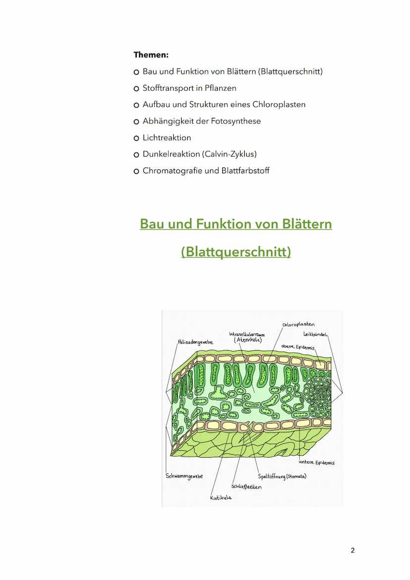 Fotosynthese
Biologie
Sila
18. März 2022
1 Themen:
O Bau und Funktion von Blättern (Blattquerschnitt)
o Stofftransport in Pflanzen
O Aufbau 
