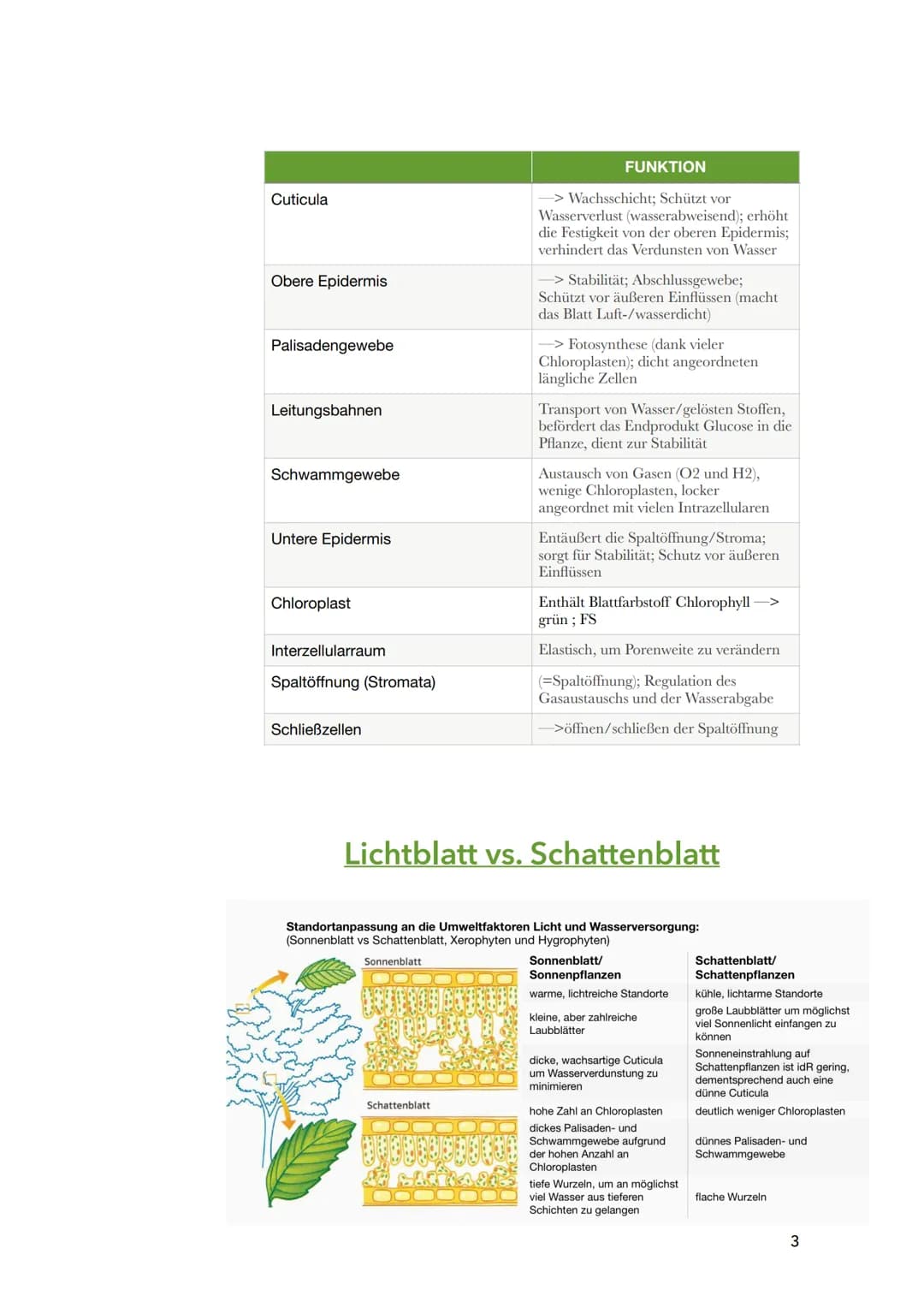 Fotosynthese
Biologie
Sila
18. März 2022
1 Themen:
O Bau und Funktion von Blättern (Blattquerschnitt)
o Stofftransport in Pflanzen
O Aufbau 