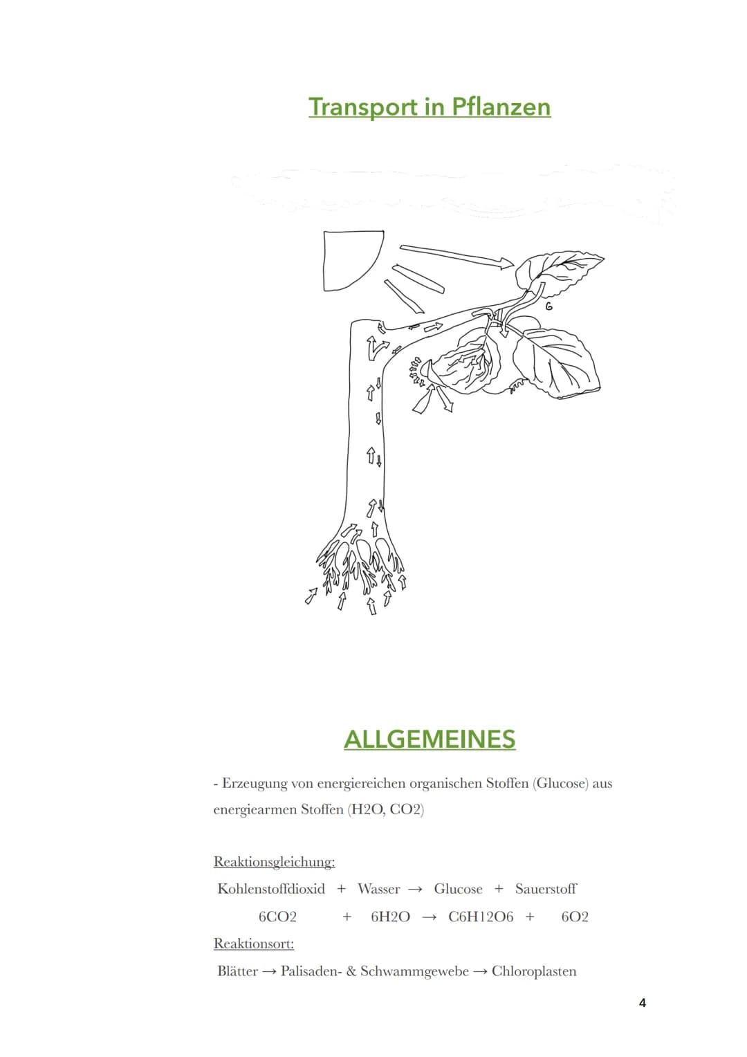 Fotosynthese
Biologie
Sila
18. März 2022
1 Themen:
O Bau und Funktion von Blättern (Blattquerschnitt)
o Stofftransport in Pflanzen
O Aufbau 