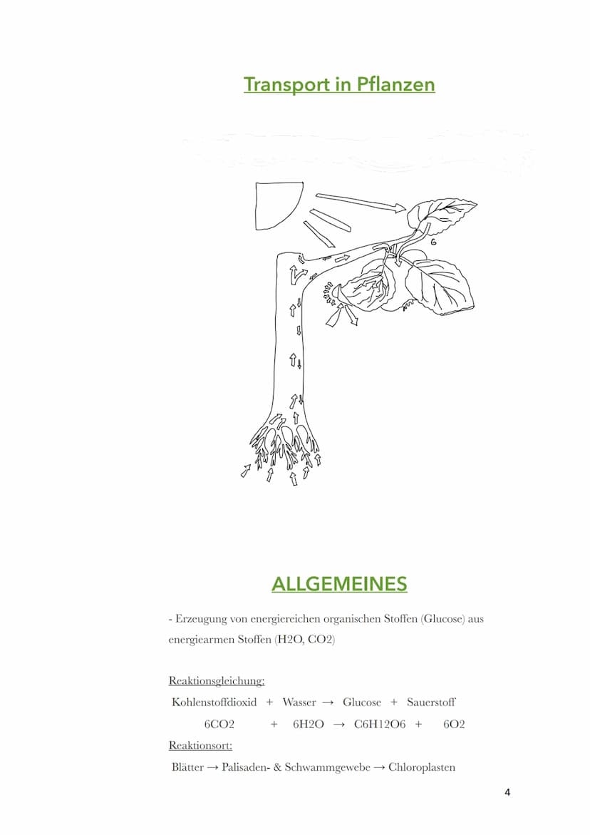 Fotosynthese
Biologie
Sila
18. März 2022
1 Themen:
O Bau und Funktion von Blättern (Blattquerschnitt)
o Stofftransport in Pflanzen
O Aufbau 