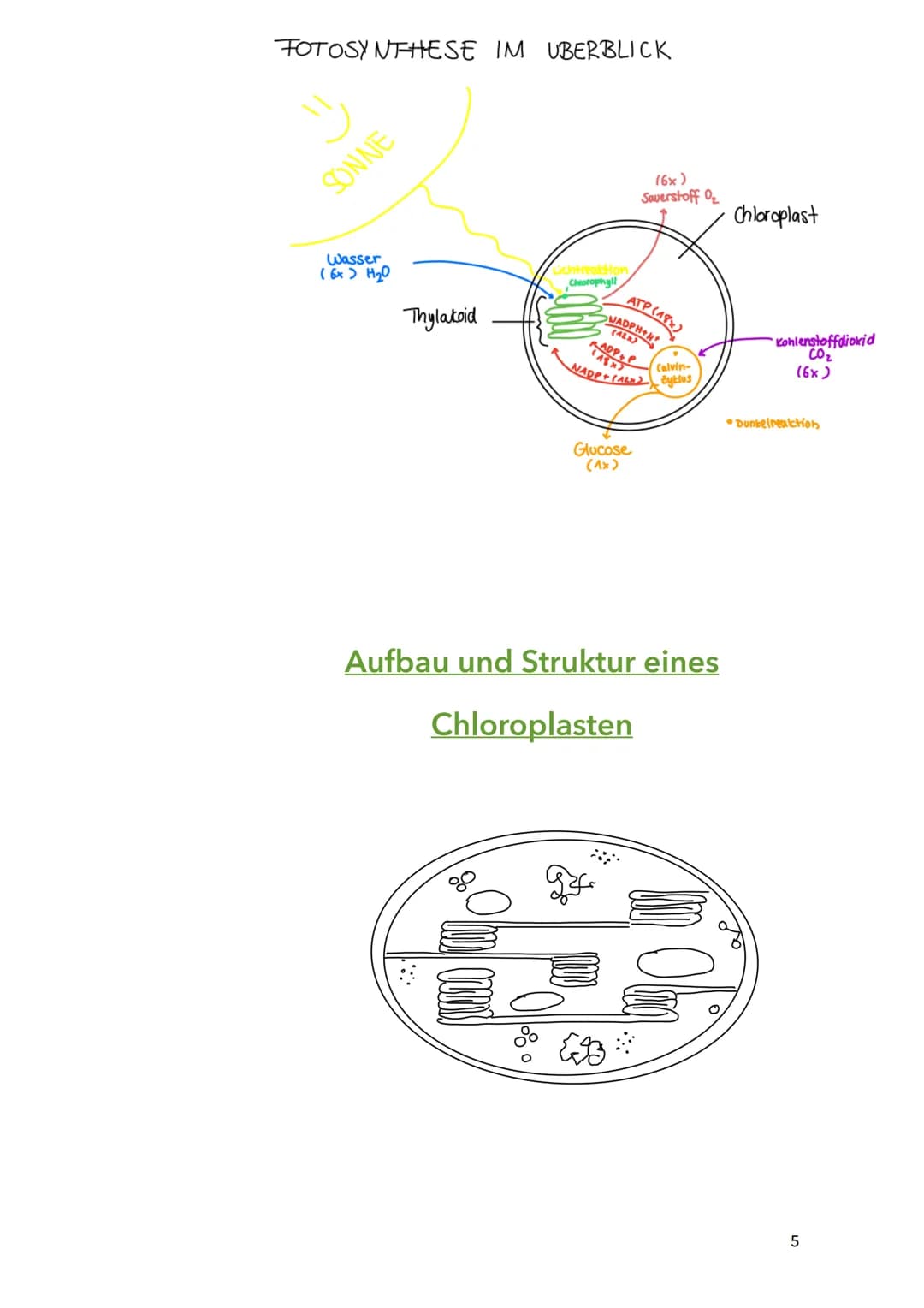 Fotosynthese
Biologie
Sila
18. März 2022
1 Themen:
O Bau und Funktion von Blättern (Blattquerschnitt)
o Stofftransport in Pflanzen
O Aufbau 