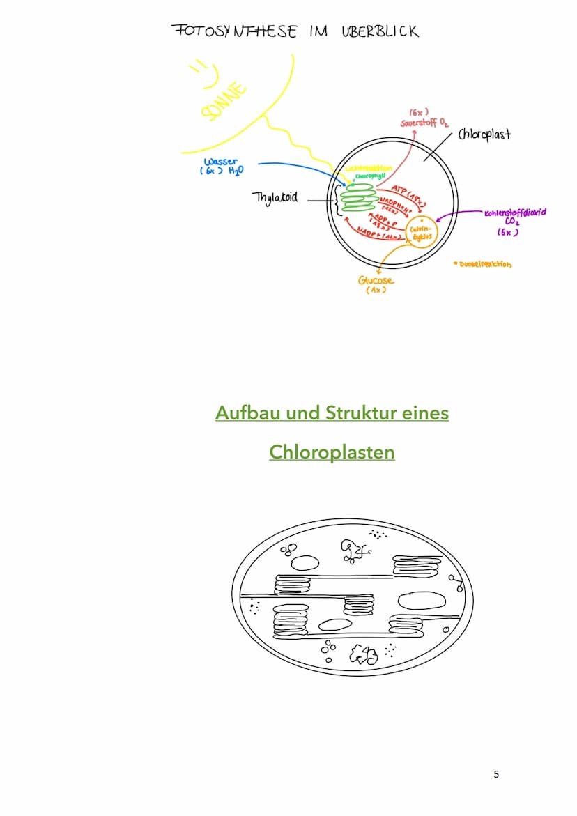 Fotosynthese
Biologie
Sila
18. März 2022
1 Themen:
O Bau und Funktion von Blättern (Blattquerschnitt)
o Stofftransport in Pflanzen
O Aufbau 