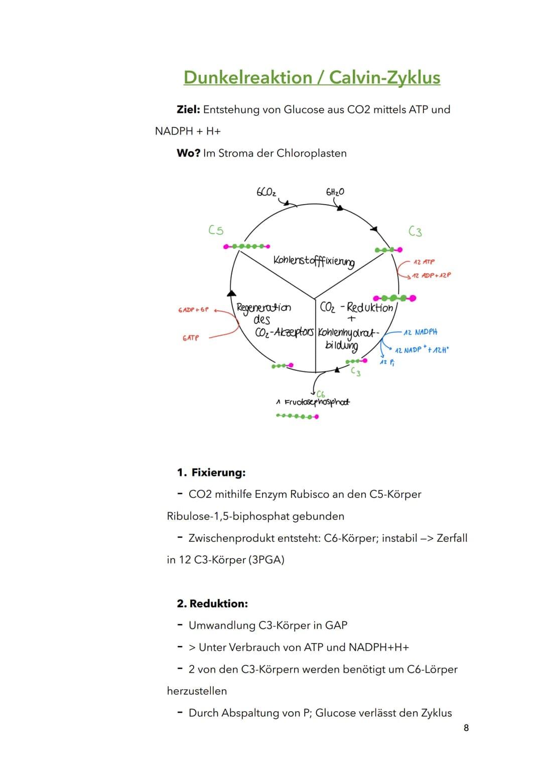 Fotosynthese
Biologie
Sila
18. März 2022
1 Themen:
O Bau und Funktion von Blättern (Blattquerschnitt)
o Stofftransport in Pflanzen
O Aufbau 