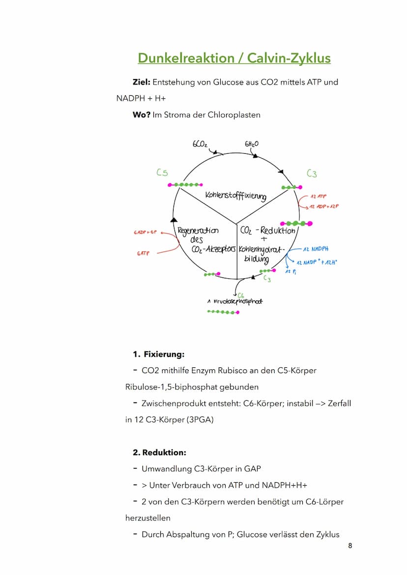 Fotosynthese
Biologie
Sila
18. März 2022
1 Themen:
O Bau und Funktion von Blättern (Blattquerschnitt)
o Stofftransport in Pflanzen
O Aufbau 