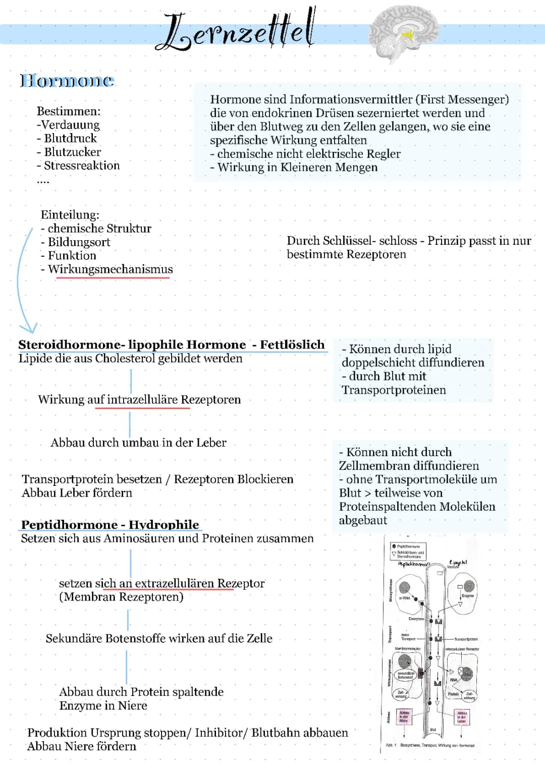 Lernzettel Gesundheitslehre Homone /Hormonsystem /Diabetes / Nebenniere 