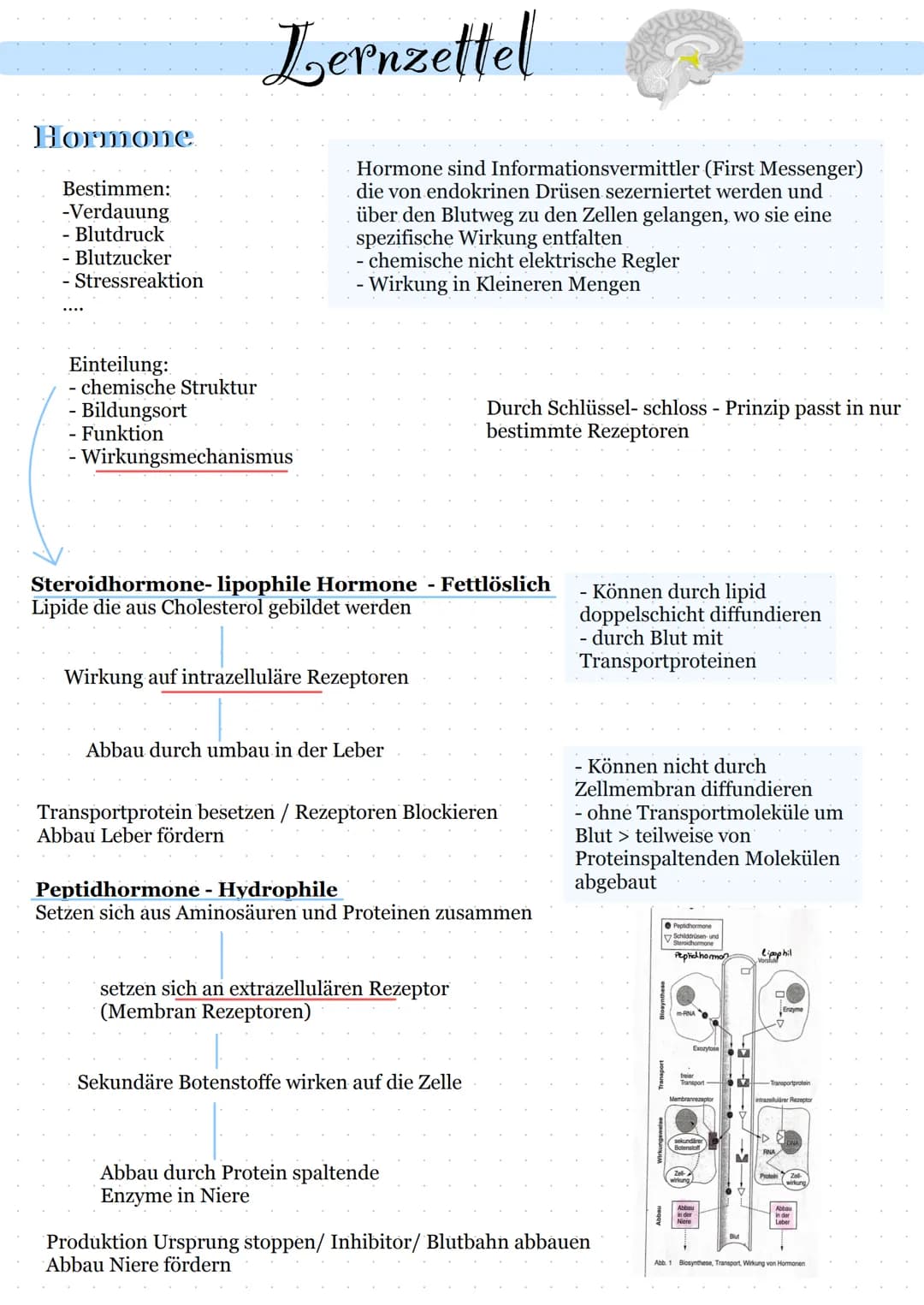 Hormone
Bestimmen:
-Verdauung
- Blutdruck
Blutzucker
- Stressreaktion
Lernzettel
Einteilung:
- chemische Struktur
- Bildungsort
- Funktion
-