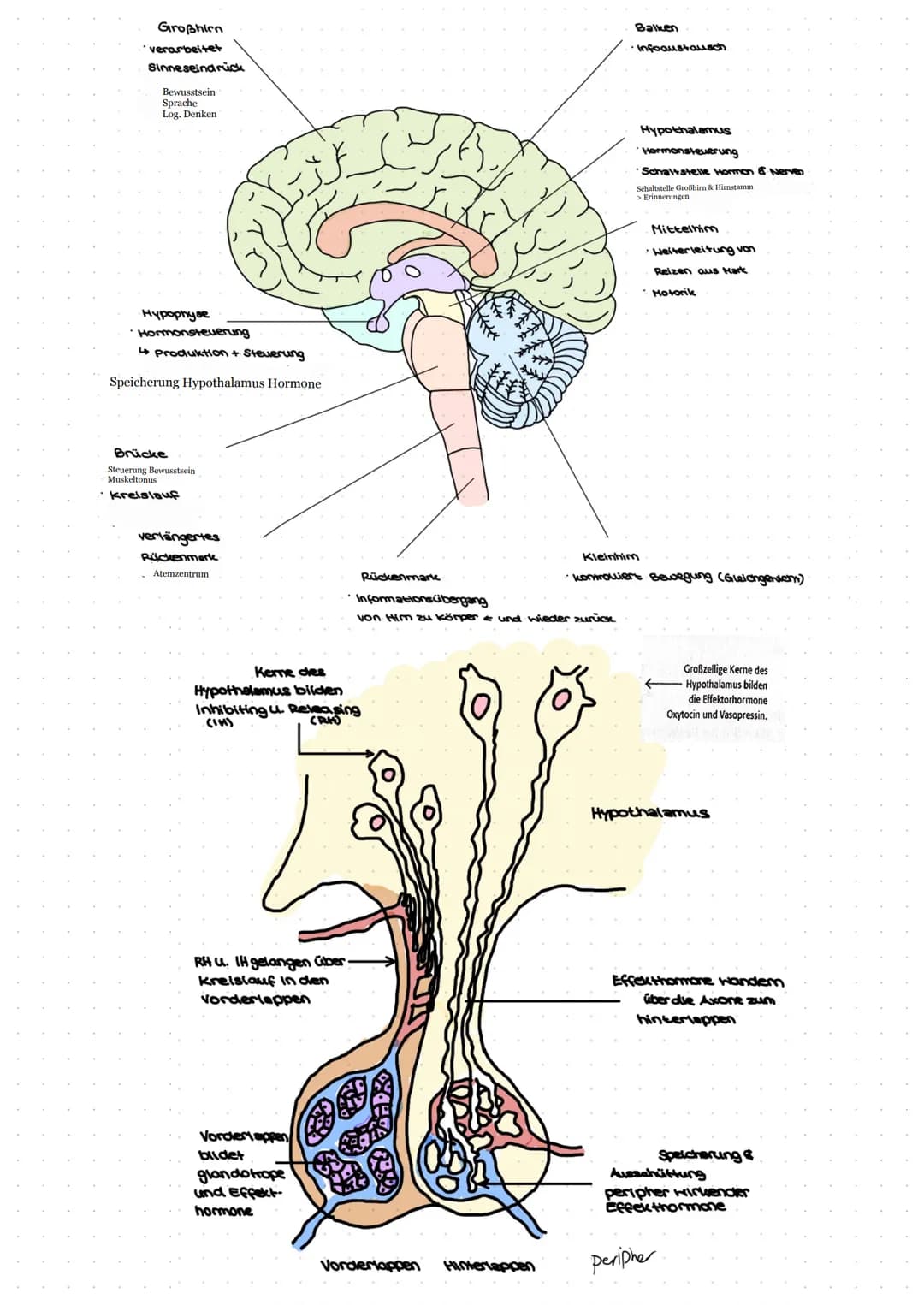 Hormone
Bestimmen:
-Verdauung
- Blutdruck
Blutzucker
- Stressreaktion
Lernzettel
Einteilung:
- chemische Struktur
- Bildungsort
- Funktion
-