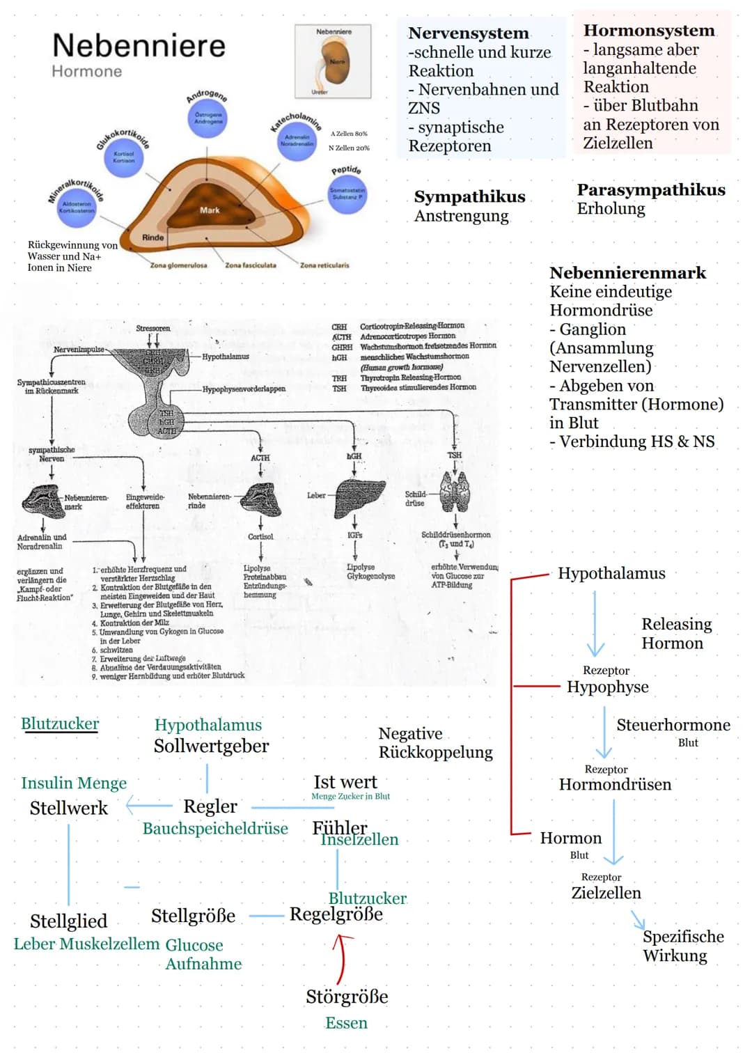 Hormone
Bestimmen:
-Verdauung
- Blutdruck
Blutzucker
- Stressreaktion
Lernzettel
Einteilung:
- chemische Struktur
- Bildungsort
- Funktion
-