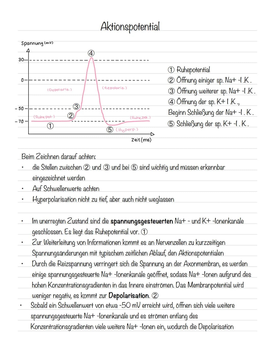  Skizze einer Nervenzelle:
Nervenzellen und Nervensysteme
Signalaufnahme Dendriten
Signalauslösung Soma (Zellkörper)
Signalweiterleitung
Sig