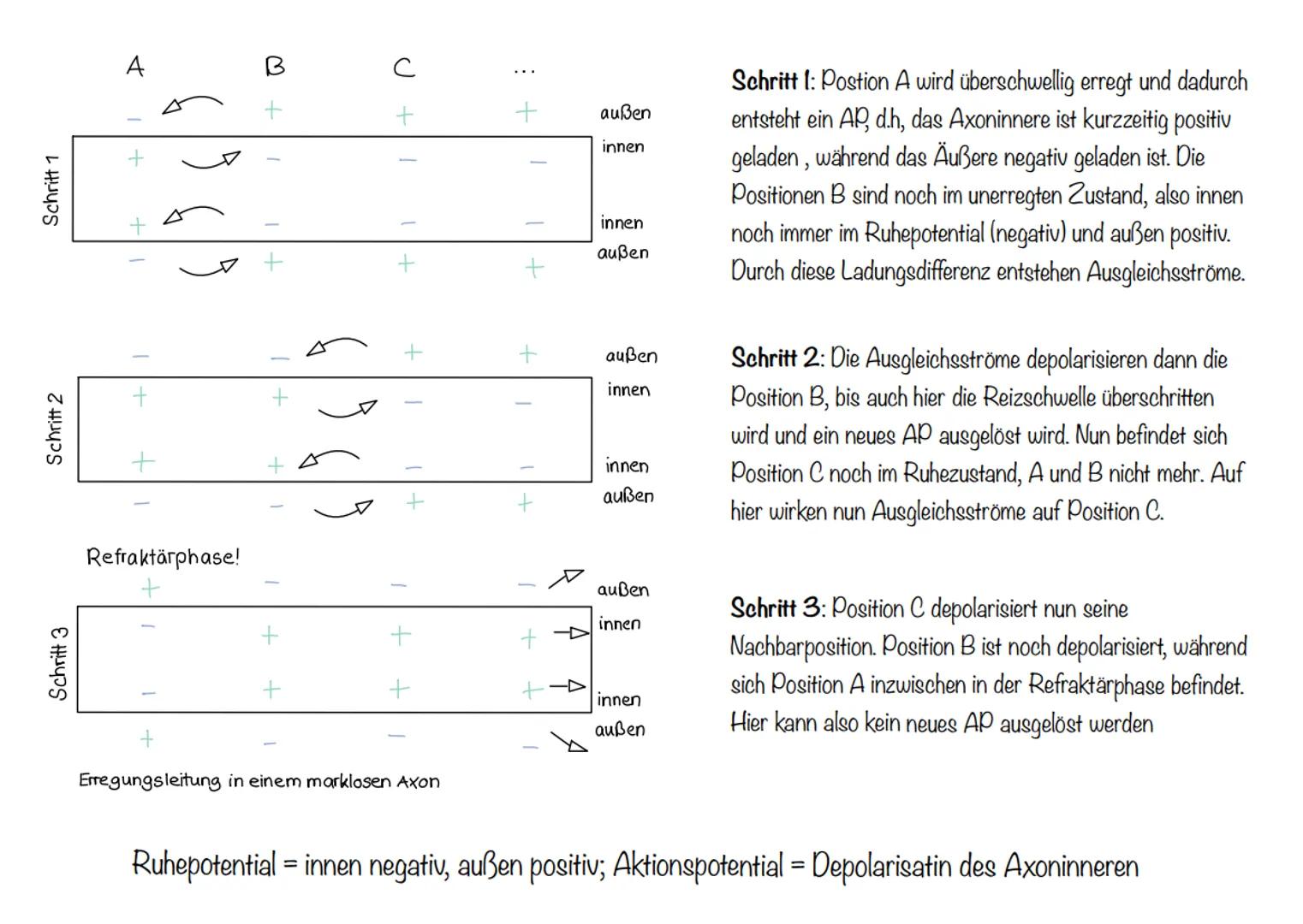  Skizze einer Nervenzelle:
Nervenzellen und Nervensysteme
Signalaufnahme Dendriten
Signalauslösung Soma (Zellkörper)
Signalweiterleitung
Sig