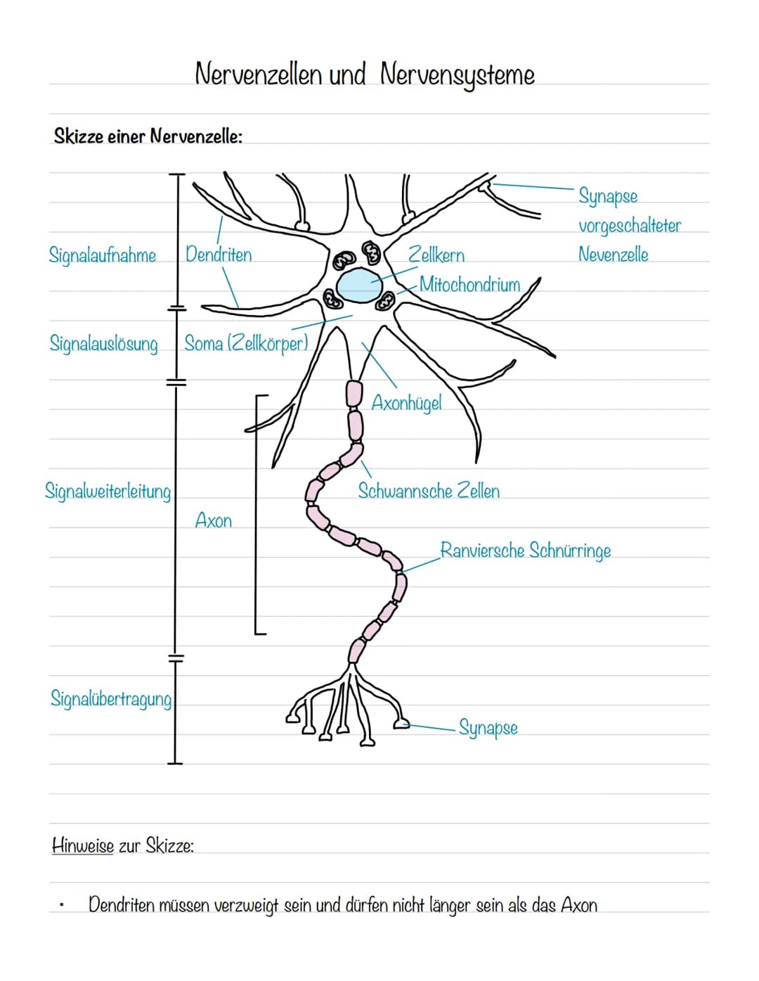  Skizze einer Nervenzelle:
Nervenzellen und Nervensysteme
Signalaufnahme Dendriten
Signalauslösung Soma (Zellkörper)
Signalweiterleitung
Sig