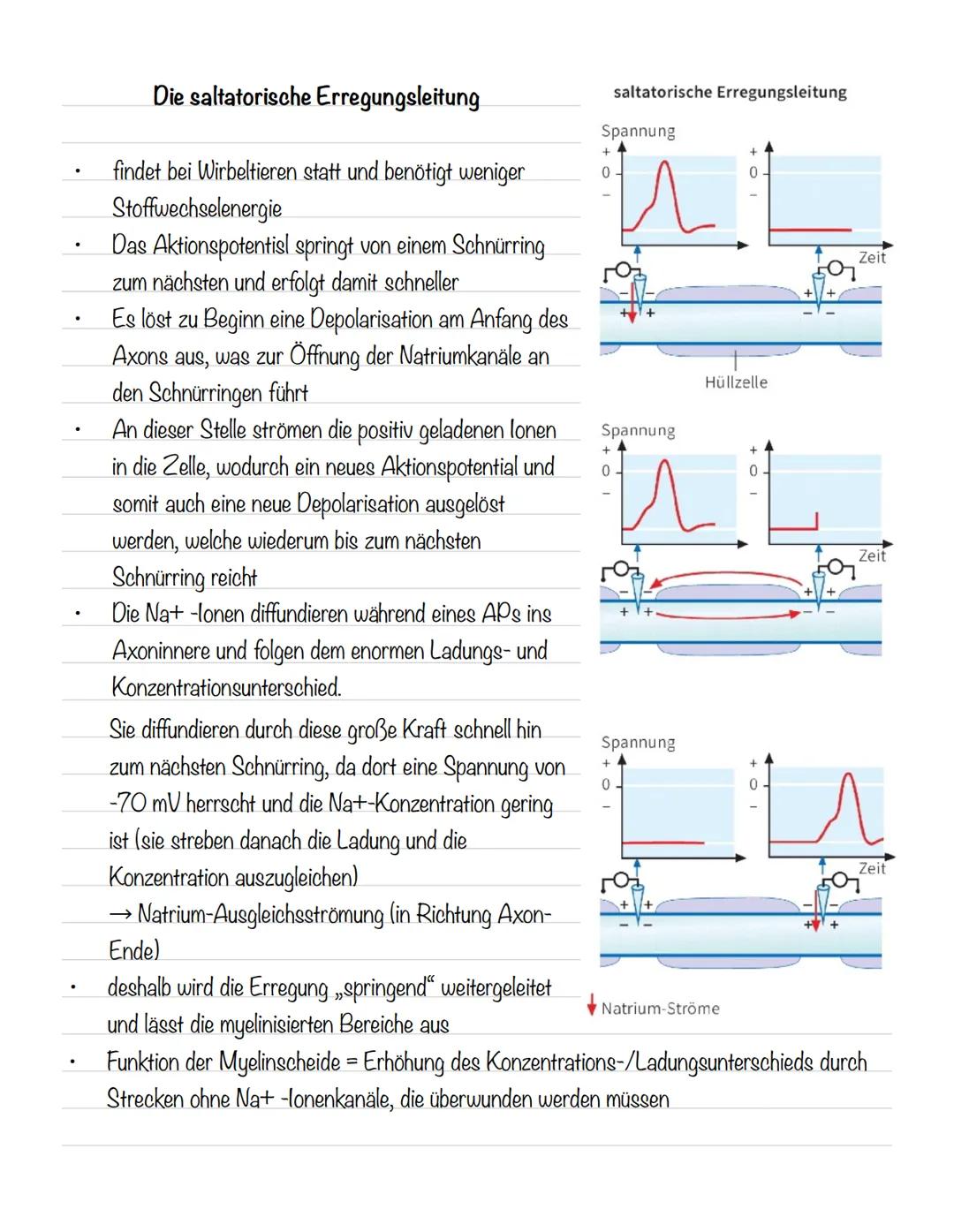  Skizze einer Nervenzelle:
Nervenzellen und Nervensysteme
Signalaufnahme Dendriten
Signalauslösung Soma (Zellkörper)
Signalweiterleitung
Sig