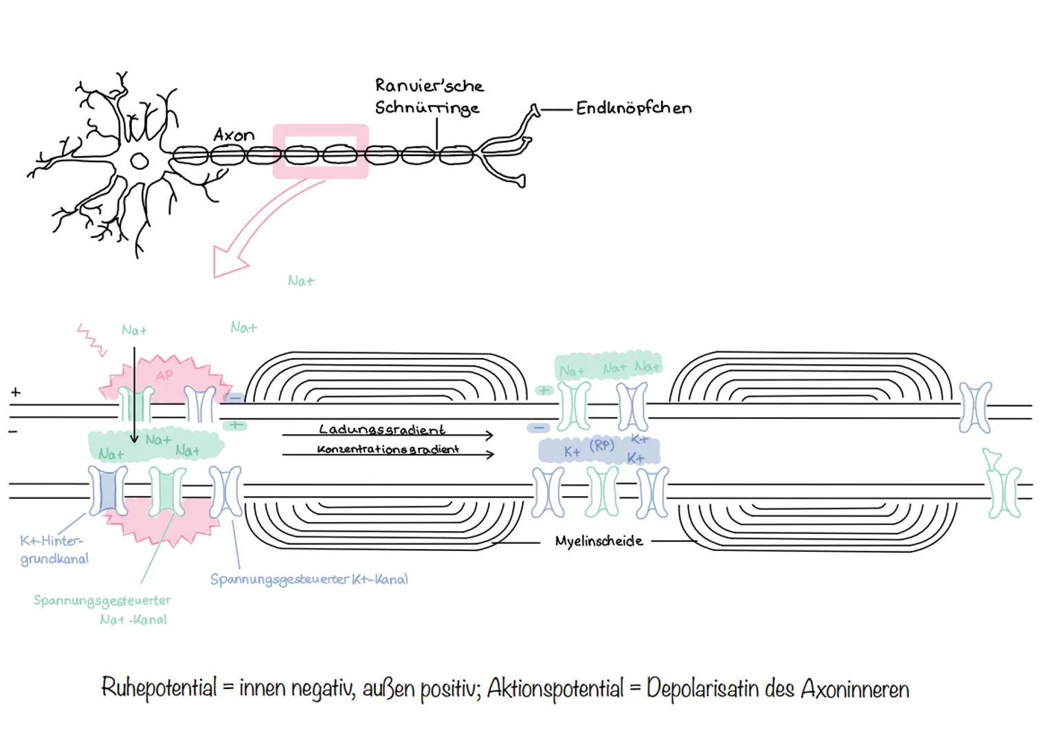  Skizze einer Nervenzelle:
Nervenzellen und Nervensysteme
Signalaufnahme Dendriten
Signalauslösung Soma (Zellkörper)
Signalweiterleitung
Sig