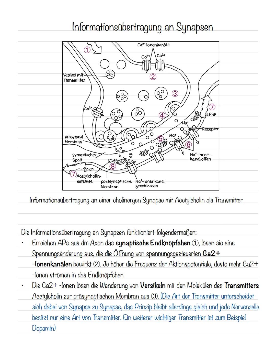  Skizze einer Nervenzelle:
Nervenzellen und Nervensysteme
Signalaufnahme Dendriten
Signalauslösung Soma (Zellkörper)
Signalweiterleitung
Sig