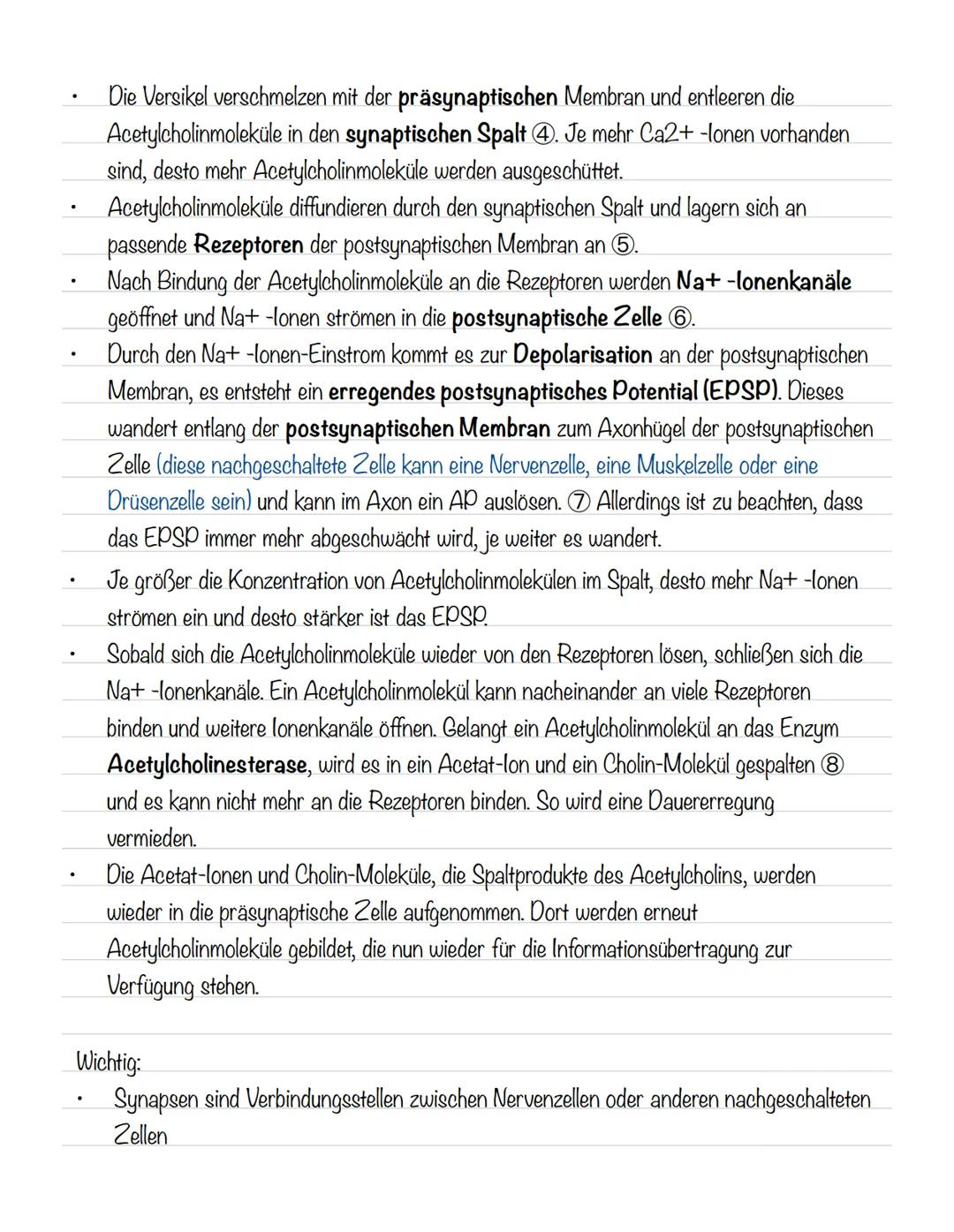  Skizze einer Nervenzelle:
Nervenzellen und Nervensysteme
Signalaufnahme Dendriten
Signalauslösung Soma (Zellkörper)
Signalweiterleitung
Sig