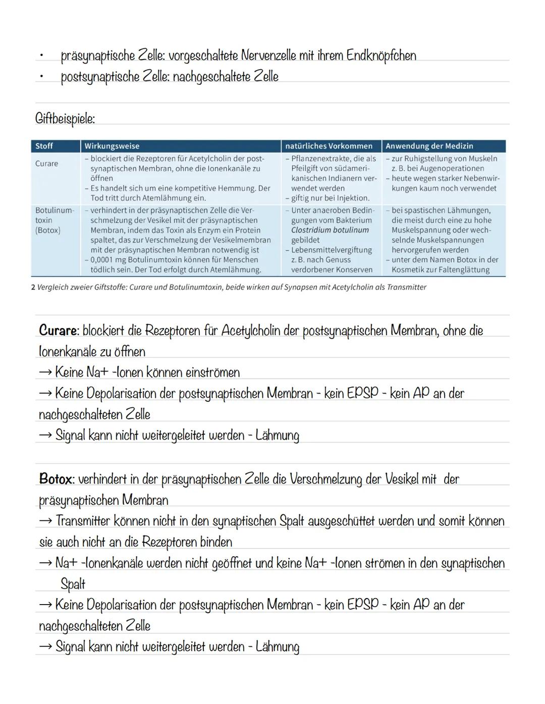  Skizze einer Nervenzelle:
Nervenzellen und Nervensysteme
Signalaufnahme Dendriten
Signalauslösung Soma (Zellkörper)
Signalweiterleitung
Sig