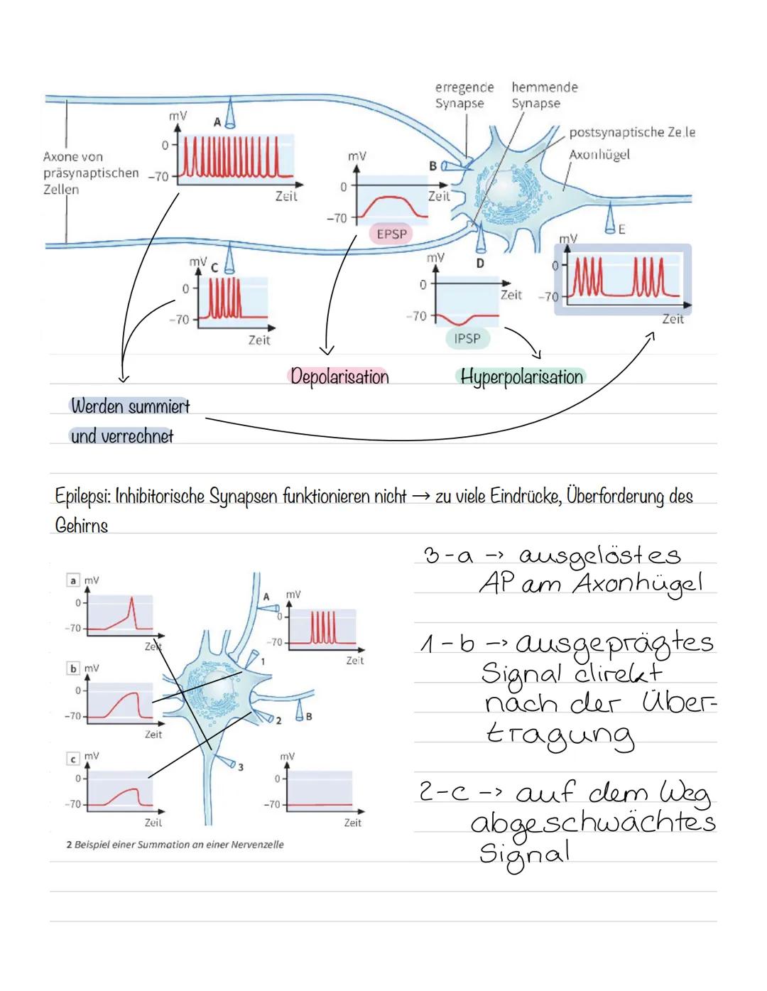  Skizze einer Nervenzelle:
Nervenzellen und Nervensysteme
Signalaufnahme Dendriten
Signalauslösung Soma (Zellkörper)
Signalweiterleitung
Sig