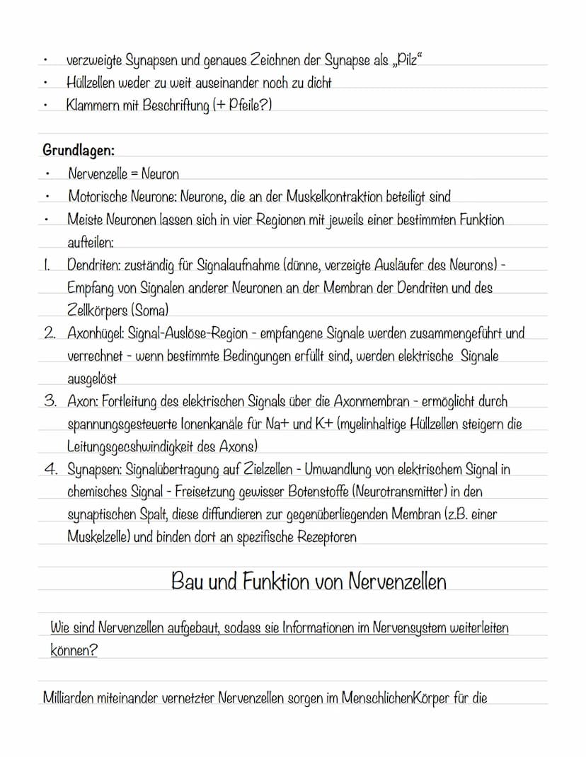  Skizze einer Nervenzelle:
Nervenzellen und Nervensysteme
Signalaufnahme Dendriten
Signalauslösung Soma (Zellkörper)
Signalweiterleitung
Sig