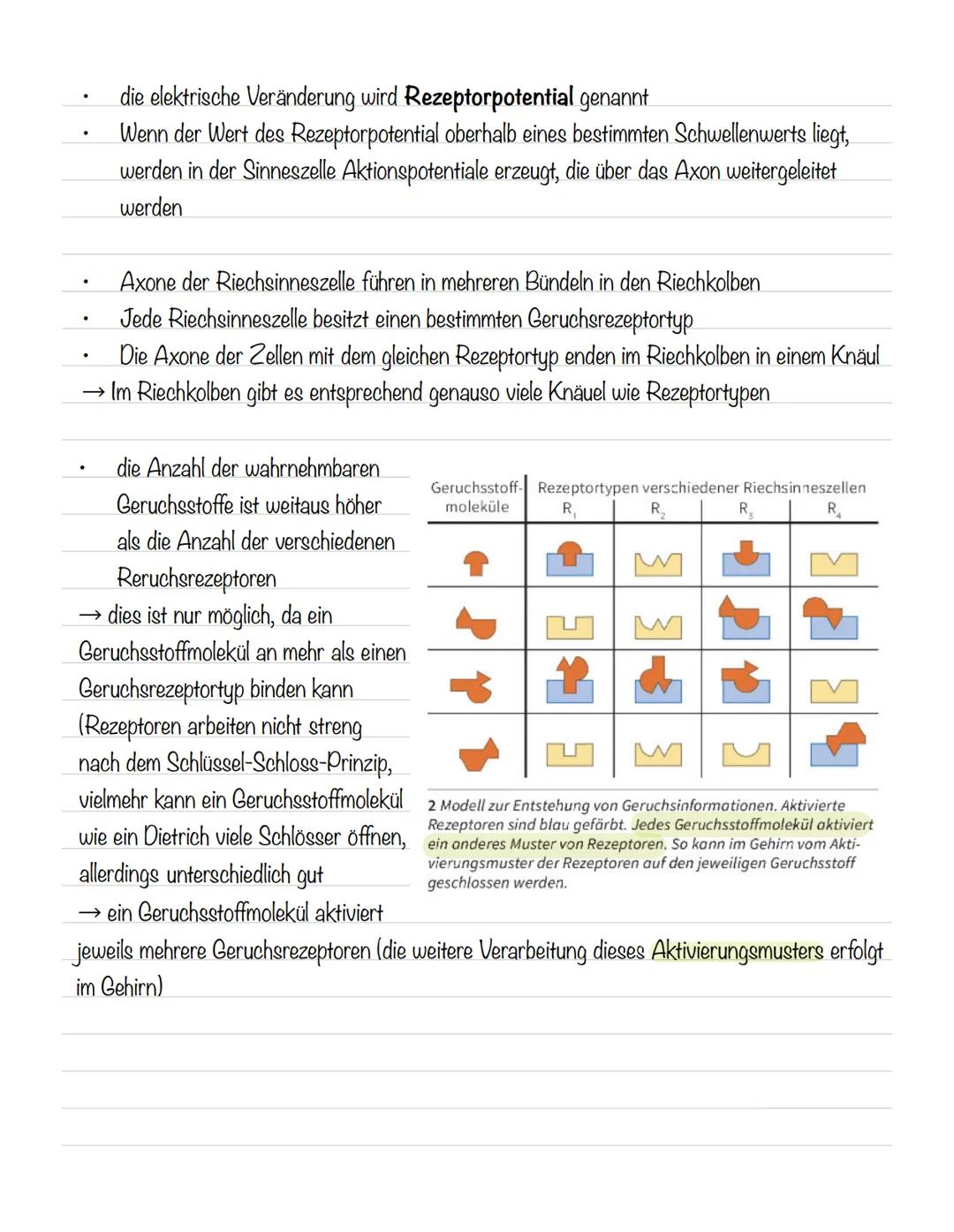  Skizze einer Nervenzelle:
Nervenzellen und Nervensysteme
Signalaufnahme Dendriten
Signalauslösung Soma (Zellkörper)
Signalweiterleitung
Sig