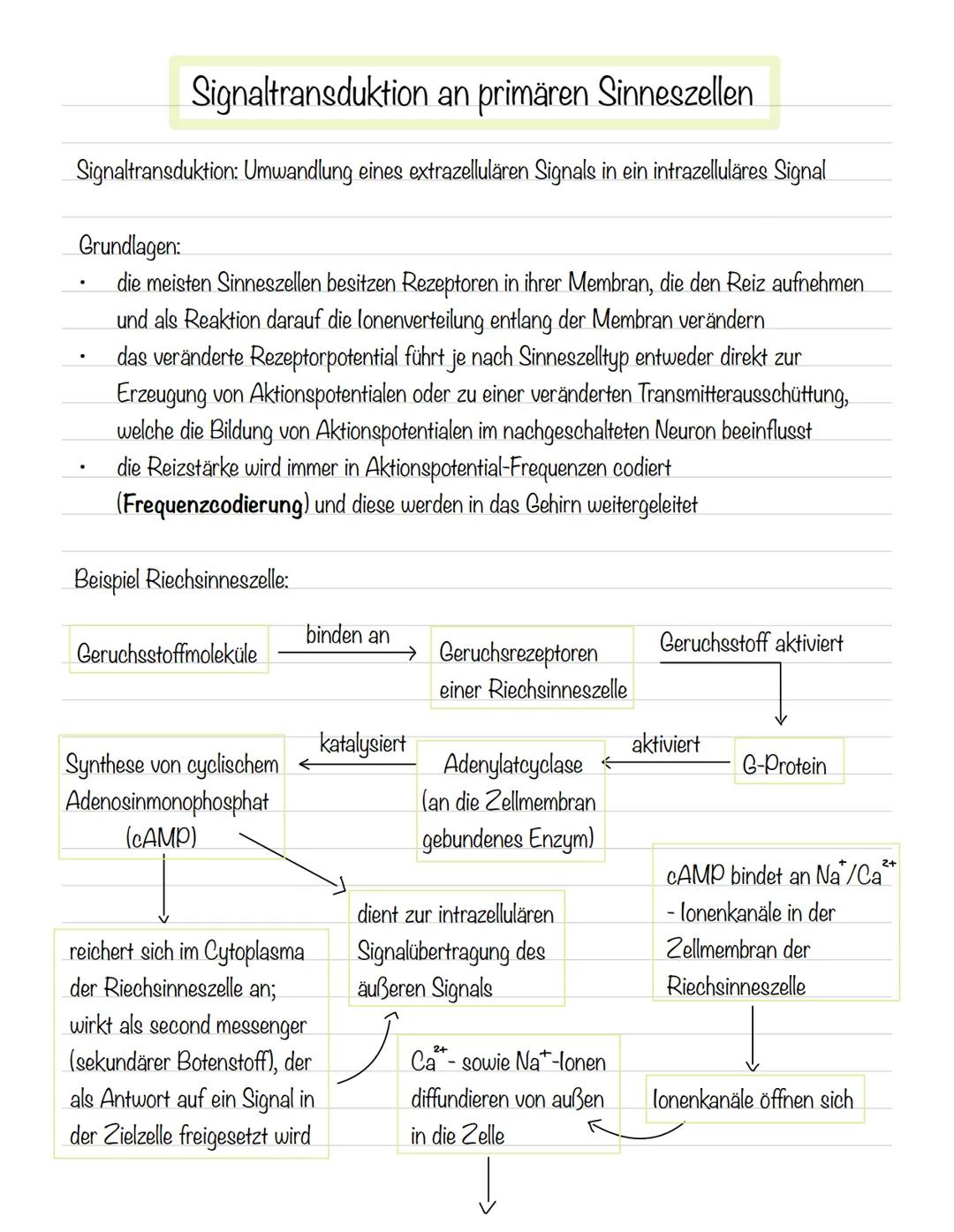  Skizze einer Nervenzelle:
Nervenzellen und Nervensysteme
Signalaufnahme Dendriten
Signalauslösung Soma (Zellkörper)
Signalweiterleitung
Sig