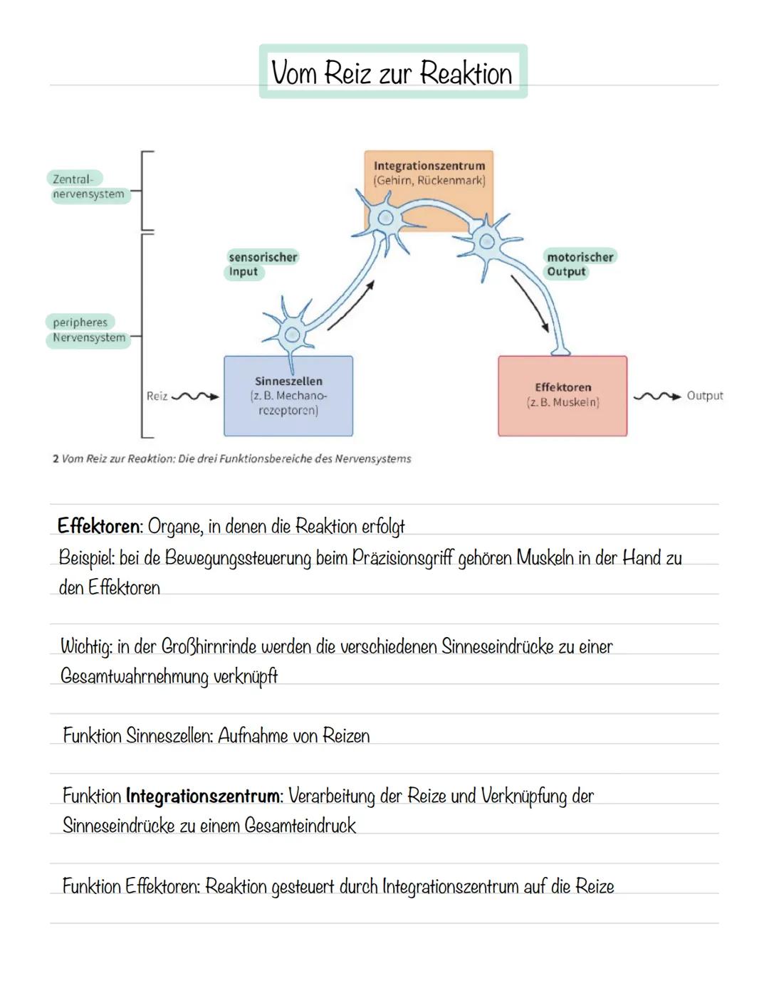  Skizze einer Nervenzelle:
Nervenzellen und Nervensysteme
Signalaufnahme Dendriten
Signalauslösung Soma (Zellkörper)
Signalweiterleitung
Sig