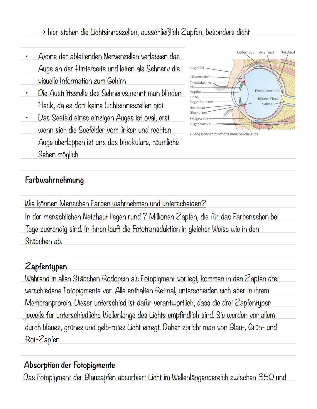  Skizze einer Nervenzelle:
Nervenzellen und Nervensysteme
Signalaufnahme Dendriten
Signalauslösung Soma (Zellkörper)
Signalweiterleitung
Sig