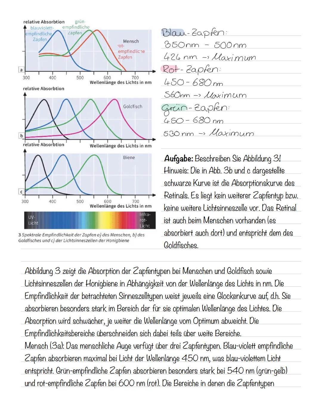  Skizze einer Nervenzelle:
Nervenzellen und Nervensysteme
Signalaufnahme Dendriten
Signalauslösung Soma (Zellkörper)
Signalweiterleitung
Sig