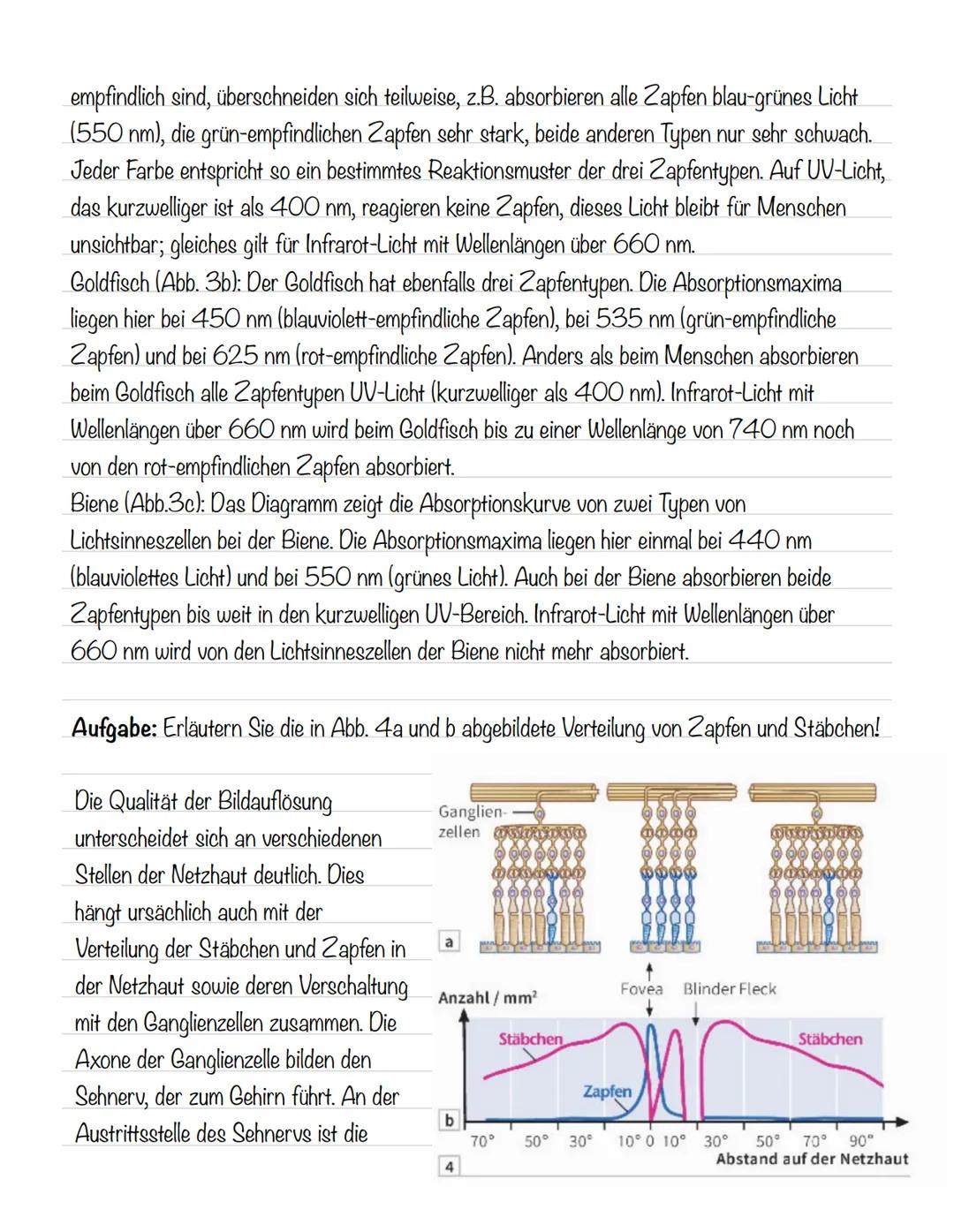  Skizze einer Nervenzelle:
Nervenzellen und Nervensysteme
Signalaufnahme Dendriten
Signalauslösung Soma (Zellkörper)
Signalweiterleitung
Sig