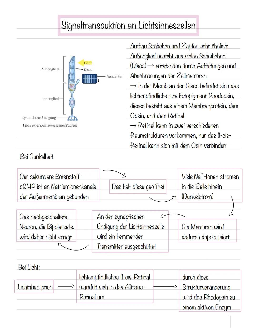  Skizze einer Nervenzelle:
Nervenzellen und Nervensysteme
Signalaufnahme Dendriten
Signalauslösung Soma (Zellkörper)
Signalweiterleitung
Sig