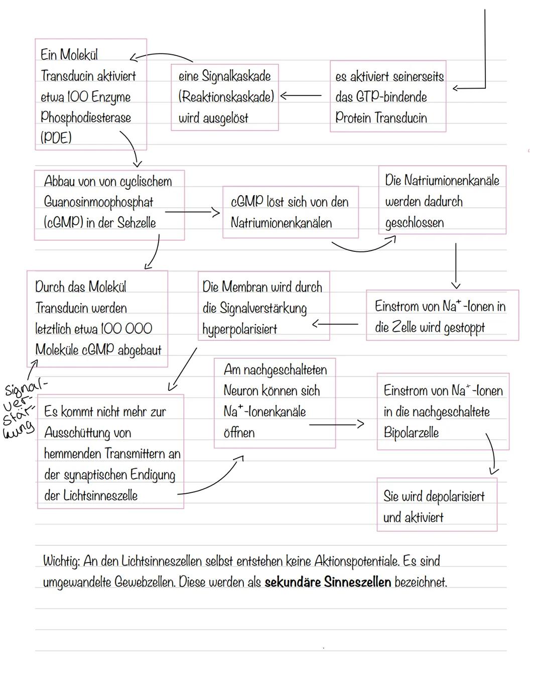  Skizze einer Nervenzelle:
Nervenzellen und Nervensysteme
Signalaufnahme Dendriten
Signalauslösung Soma (Zellkörper)
Signalweiterleitung
Sig