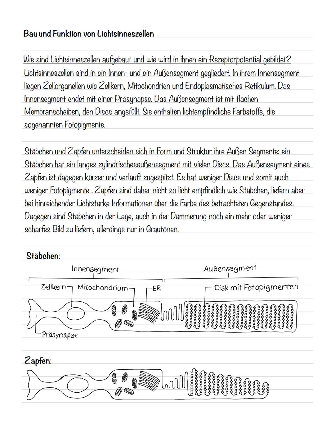  Skizze einer Nervenzelle:
Nervenzellen und Nervensysteme
Signalaufnahme Dendriten
Signalauslösung Soma (Zellkörper)
Signalweiterleitung
Sig