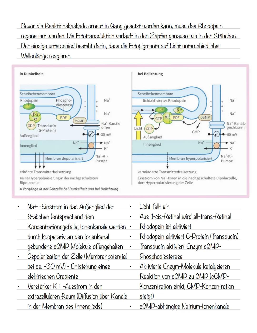  Skizze einer Nervenzelle:
Nervenzellen und Nervensysteme
Signalaufnahme Dendriten
Signalauslösung Soma (Zellkörper)
Signalweiterleitung
Sig