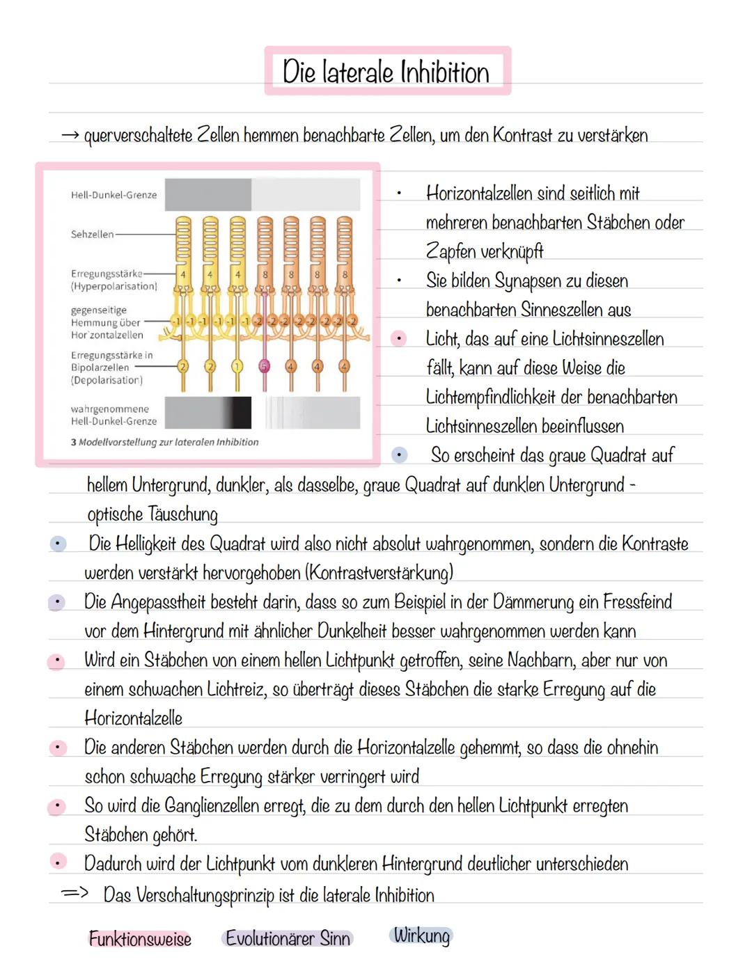  Skizze einer Nervenzelle:
Nervenzellen und Nervensysteme
Signalaufnahme Dendriten
Signalauslösung Soma (Zellkörper)
Signalweiterleitung
Sig