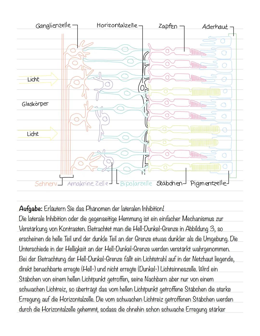  Skizze einer Nervenzelle:
Nervenzellen und Nervensysteme
Signalaufnahme Dendriten
Signalauslösung Soma (Zellkörper)
Signalweiterleitung
Sig