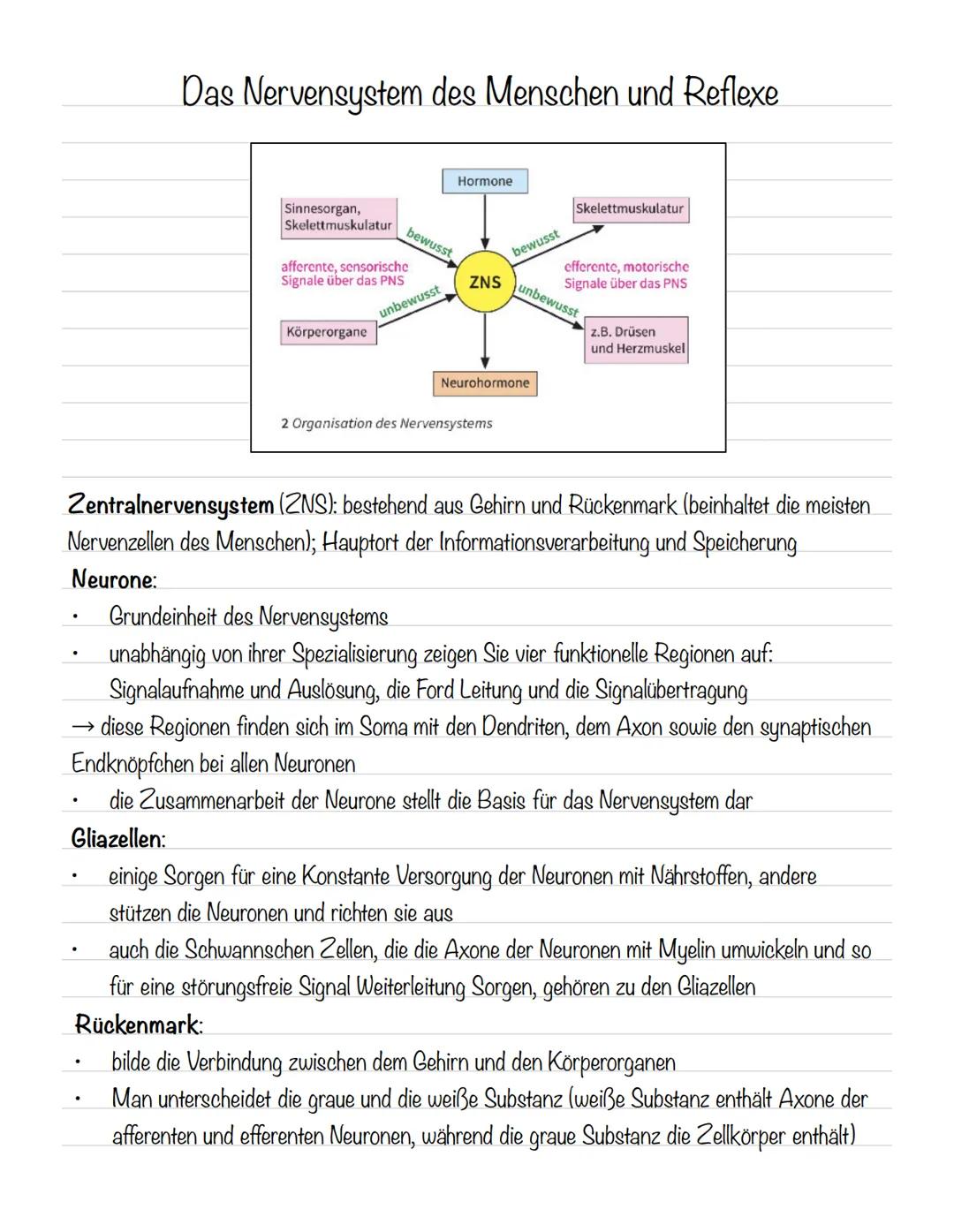  Skizze einer Nervenzelle:
Nervenzellen und Nervensysteme
Signalaufnahme Dendriten
Signalauslösung Soma (Zellkörper)
Signalweiterleitung
Sig