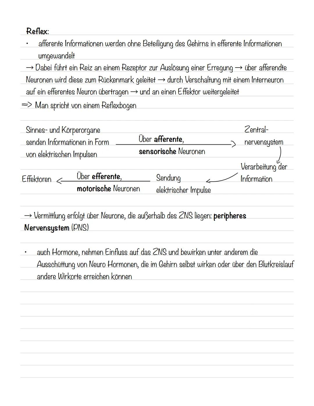  Skizze einer Nervenzelle:
Nervenzellen und Nervensysteme
Signalaufnahme Dendriten
Signalauslösung Soma (Zellkörper)
Signalweiterleitung
Sig