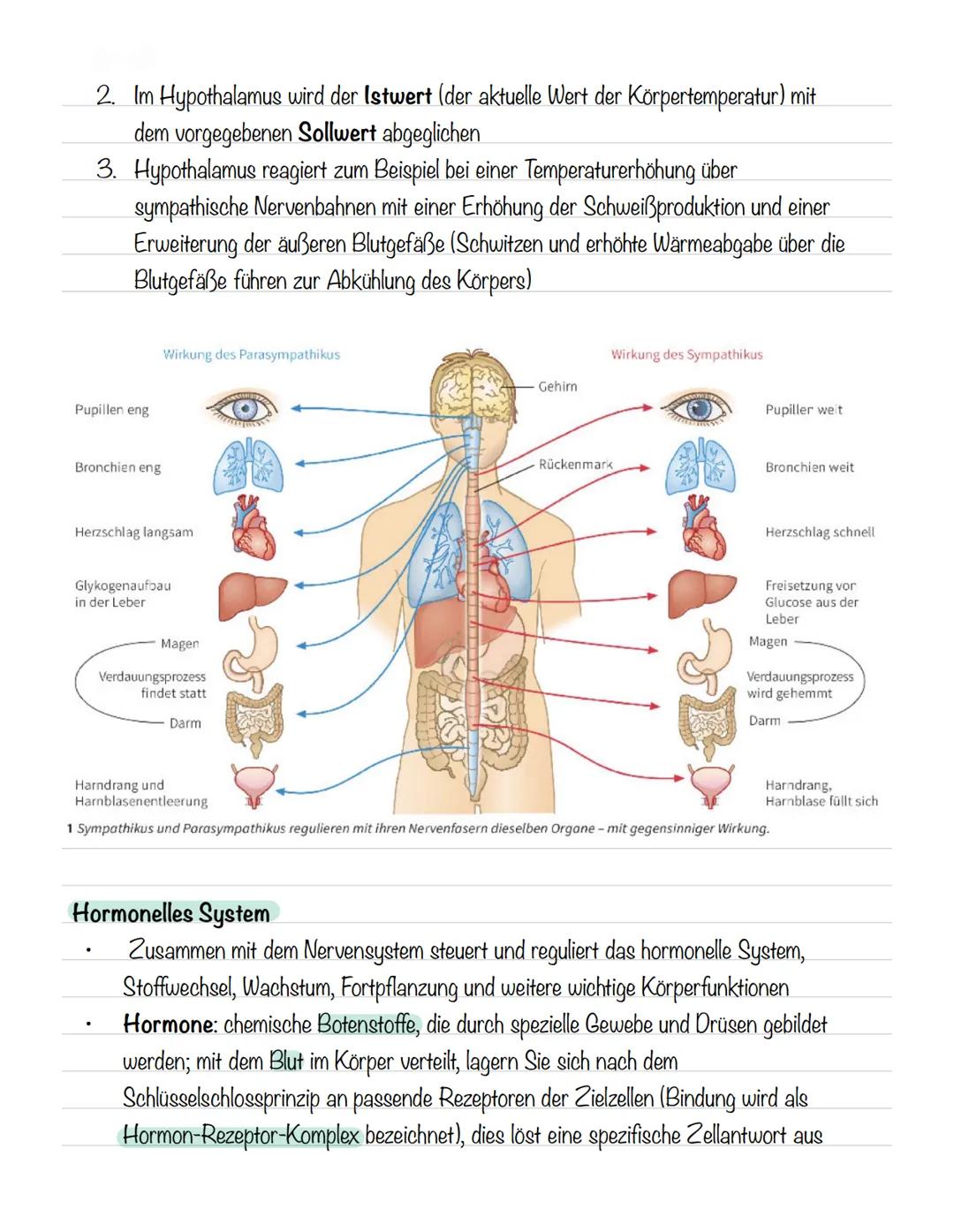  Skizze einer Nervenzelle:
Nervenzellen und Nervensysteme
Signalaufnahme Dendriten
Signalauslösung Soma (Zellkörper)
Signalweiterleitung
Sig