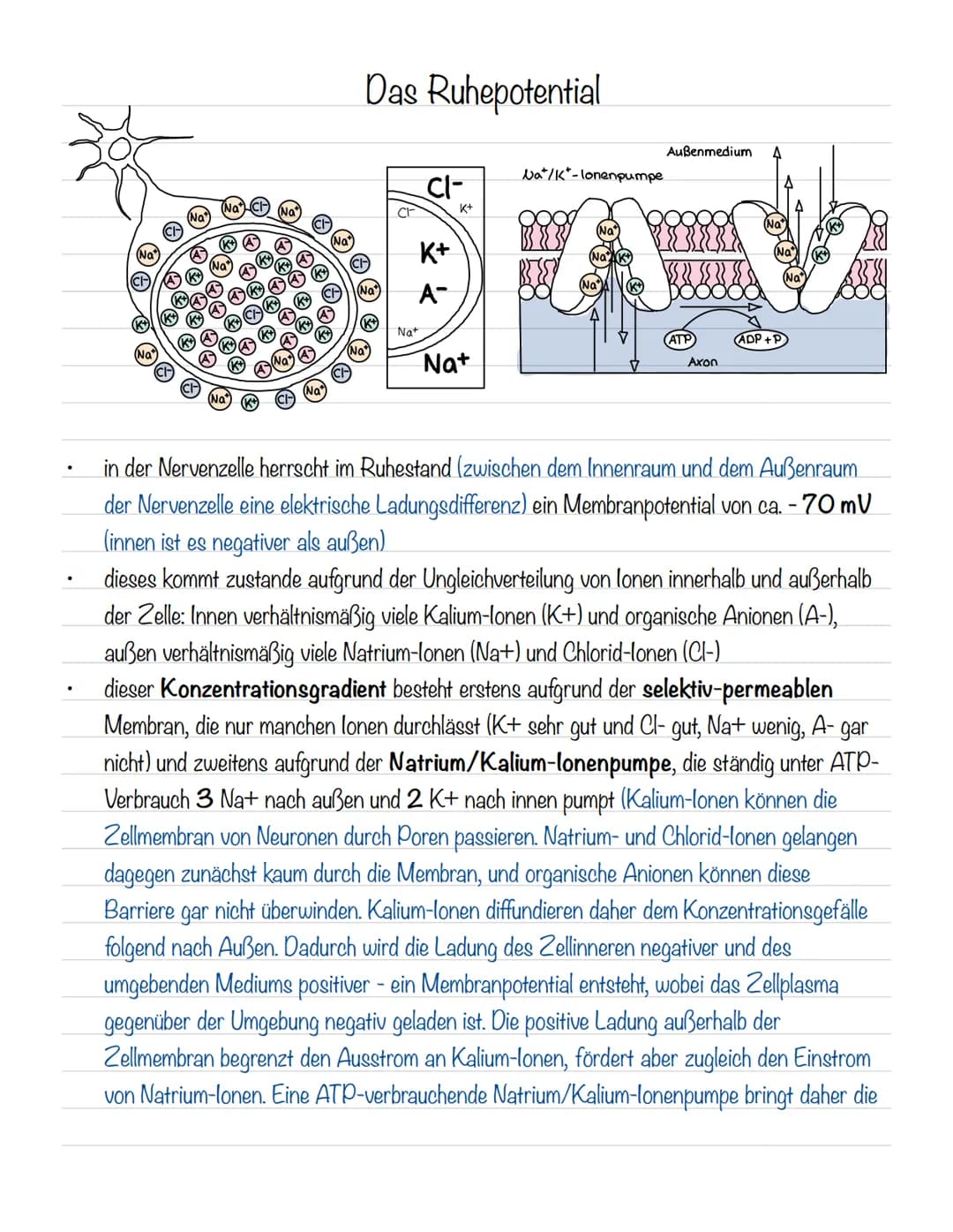  Skizze einer Nervenzelle:
Nervenzellen und Nervensysteme
Signalaufnahme Dendriten
Signalauslösung Soma (Zellkörper)
Signalweiterleitung
Sig